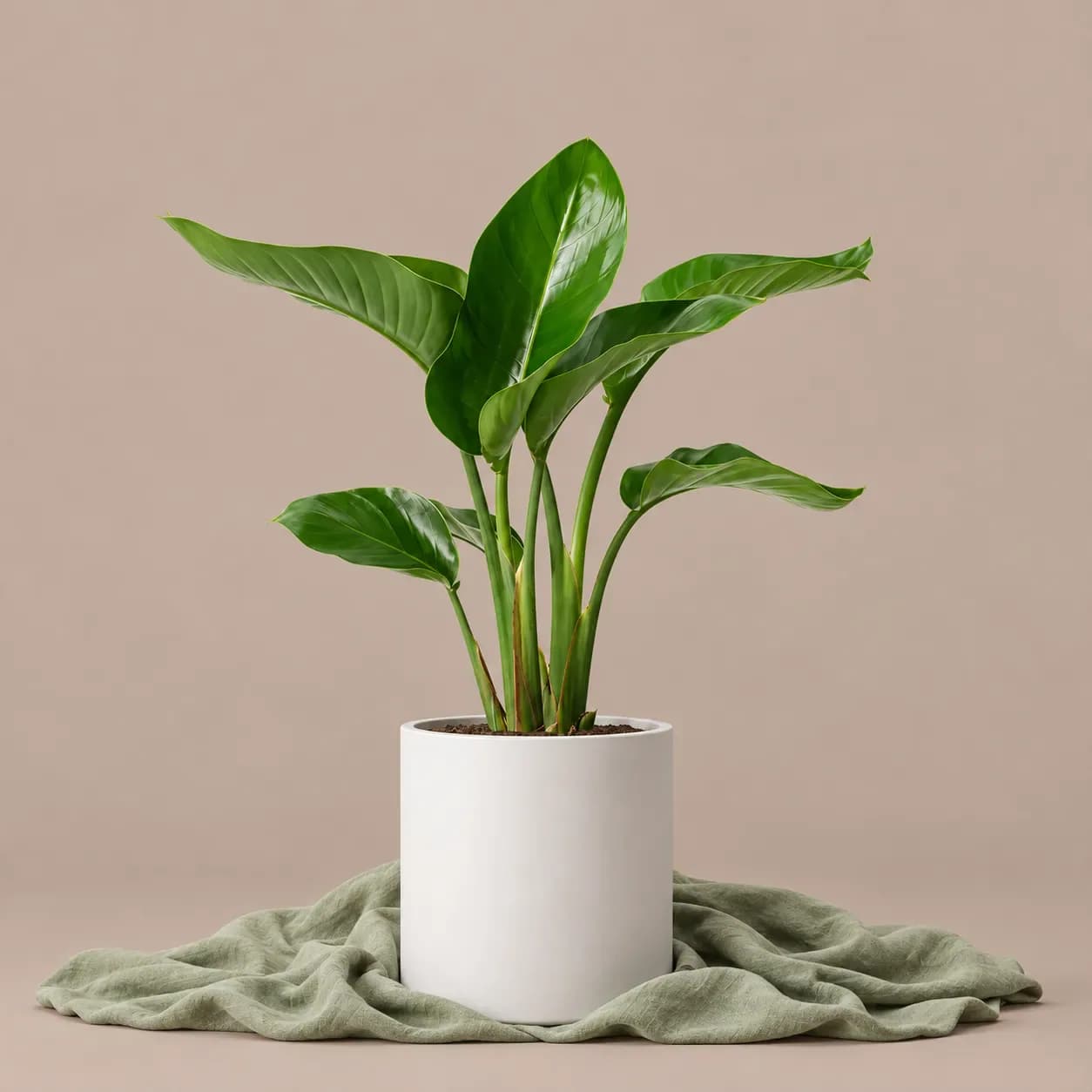 نخل نیکولای کوچک — نخل نیکولای کوچک