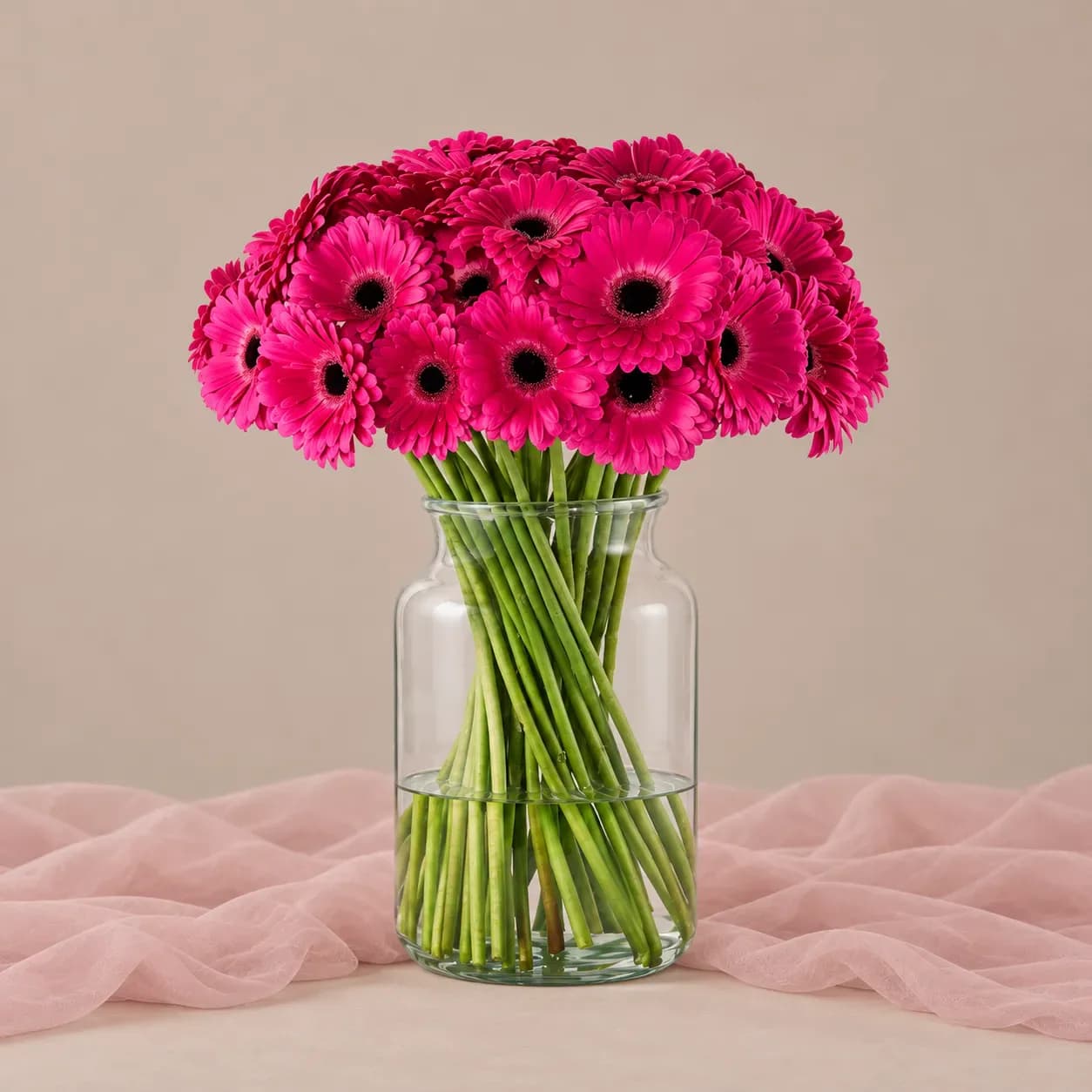 جارگل ژربرا سرخابی — جارگل ژربرا سرخابی